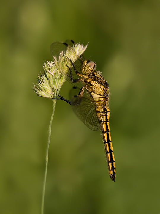 Black Tailed Skimmer female